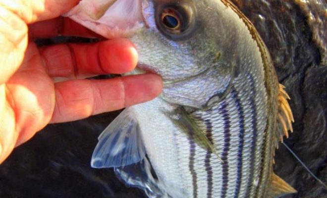 Though I've landed a few schoolies recently, keeper stripers are nowhere to be found.