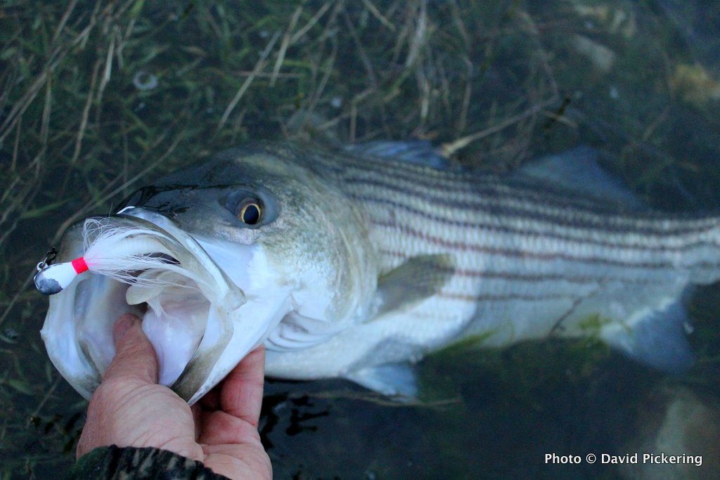 Location is important to catching stripers, but equally important is tossing the right lures to the fish you find.
