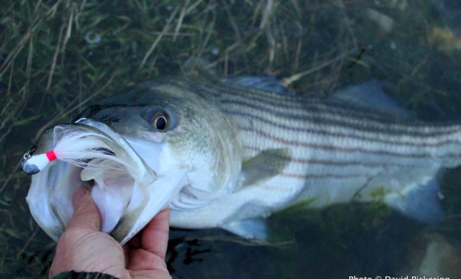Location is important to catching stripers, but equally important is tossing the right lures to the fish you find.