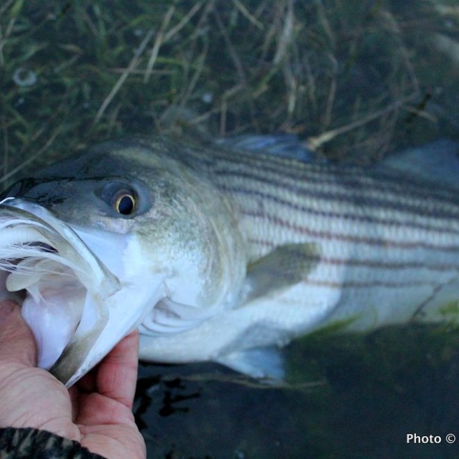 Location is important to catching stripers, but equally important is tossing the right lures to the fish you find.