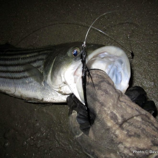 This schoolie hit a black Deceiver fly used as a teaser.