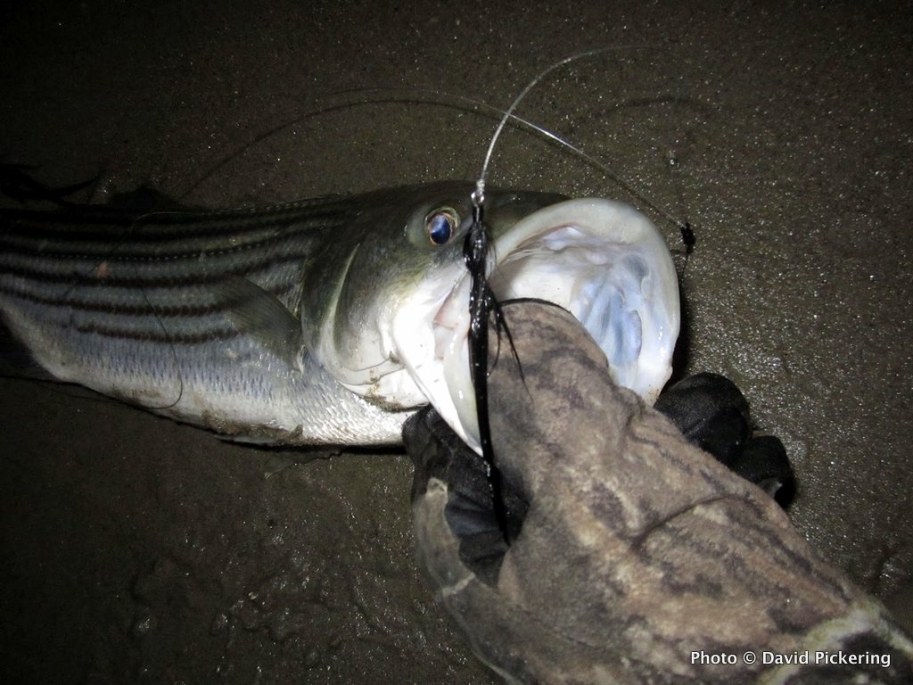best lures for striped bass at night