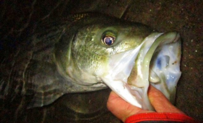 Just one fish, but it was a keeper that was taken after dark. Recently the nighttime fishing has been better than the day.