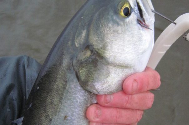 My first bluefish of the season, landed May 1 on a Slug Go while fishing for stripers.