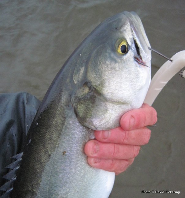 My first bluefish of the season, landed May 1 on a Slug Go while fishing for stripers.