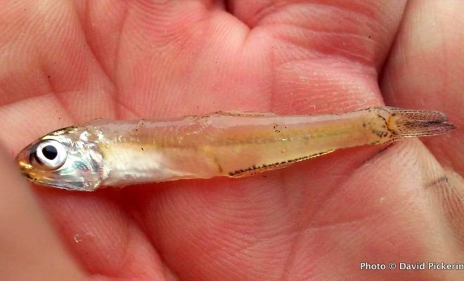 Stripers and albies were feasting on one inch bay anchovies. The fish are super fussy when that happens.