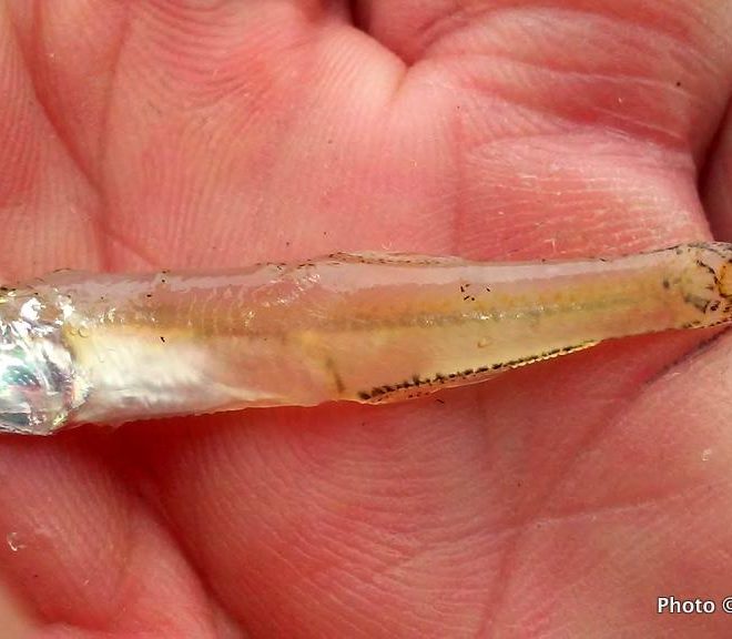 Stripers and albies were feasting on one inch bay anchovies. The fish are super fussy when that happens.