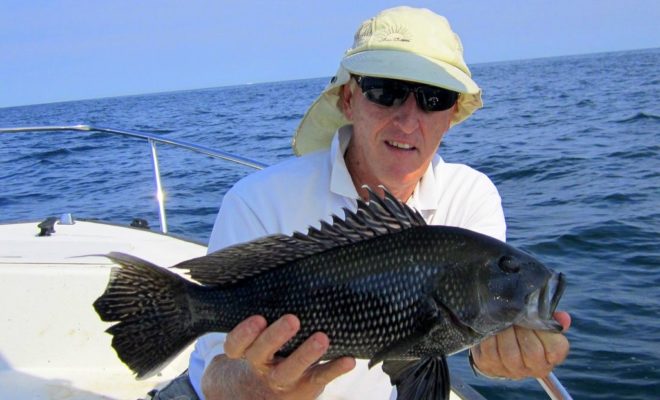 A recent black sea bass caught in RI waters.