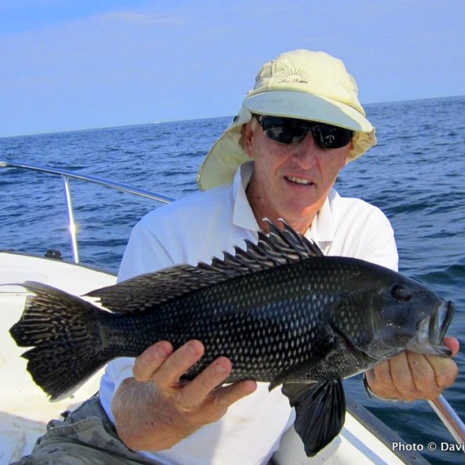 A recent black sea bass caught in RI waters.