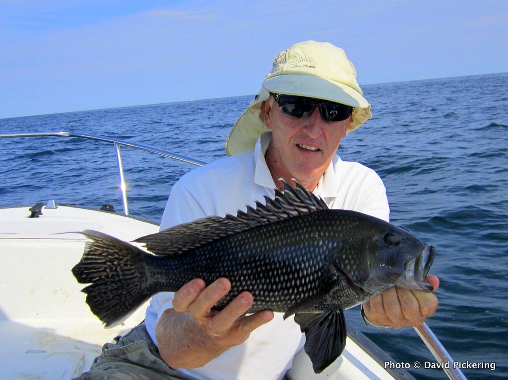For Keeper Bass and Blues, Block Island Is the Best Bet US Harbors