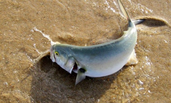 It hasn't been a great summer for stripers, but the bluefish are here, big time!