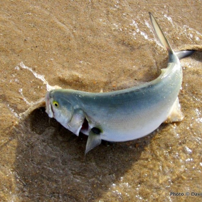 It hasn't been a great summer for stripers, but the bluefish are here, big time!