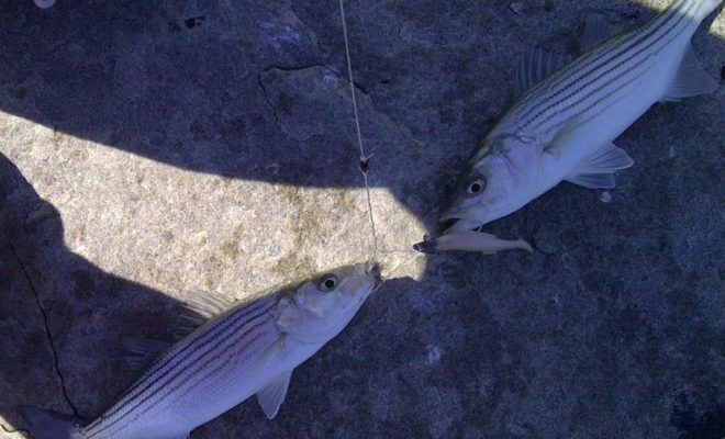 The first significant schoolies of the season. Yee-haw! The first significant schoolies of the season. Yee-haw!