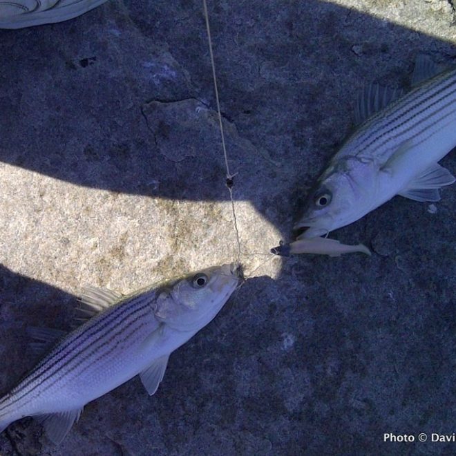 The first significant schoolies of the season. Yee-haw!