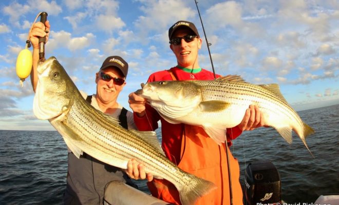 Two keepers from a haul of 80 stripers in an afternoon/evening  of fishing along the RI mainland shore.