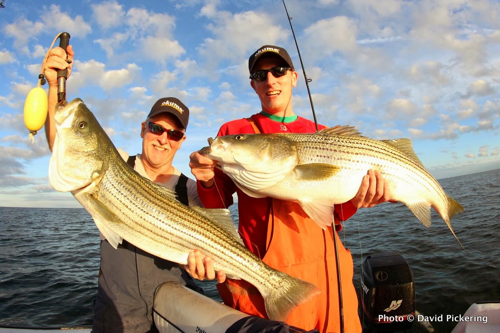 At Last, a Phenomenal Day of Striper Fishing US Harbors