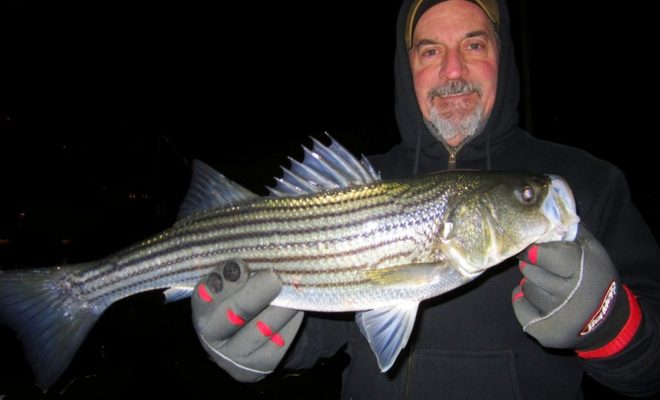 This is one of many stripers landed last week by just a few hardy fishermen.