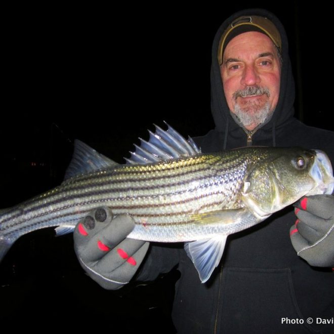 This is one of many stripers landed last week by just a few hardy fishermen.