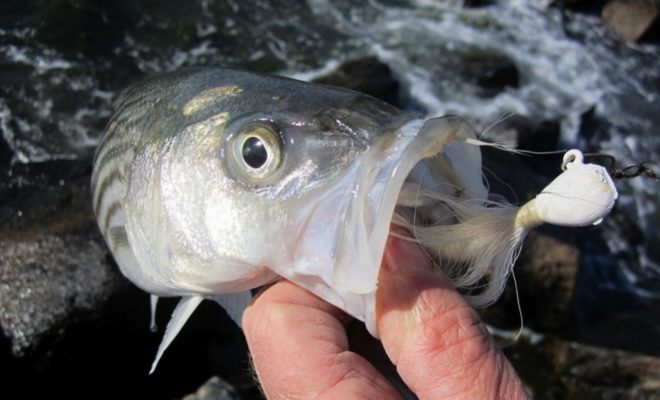The bucktail jig was the key to landing this schoolie — and 20 of his friends.