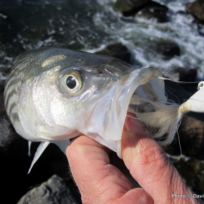 The bucktail jig was the key to landing this schoolie — and 20 of his friends.