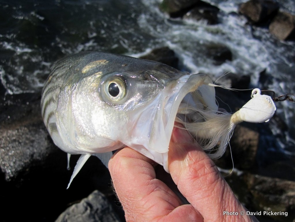 The bucktail jig was the key to landing this schoolie — and 20 of his friends.