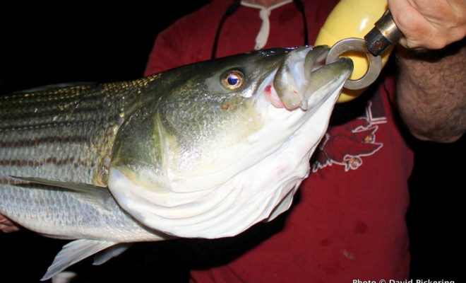 Large stripers and some alligator blues have been chasing schools of menhaden into Narragansett Bay.