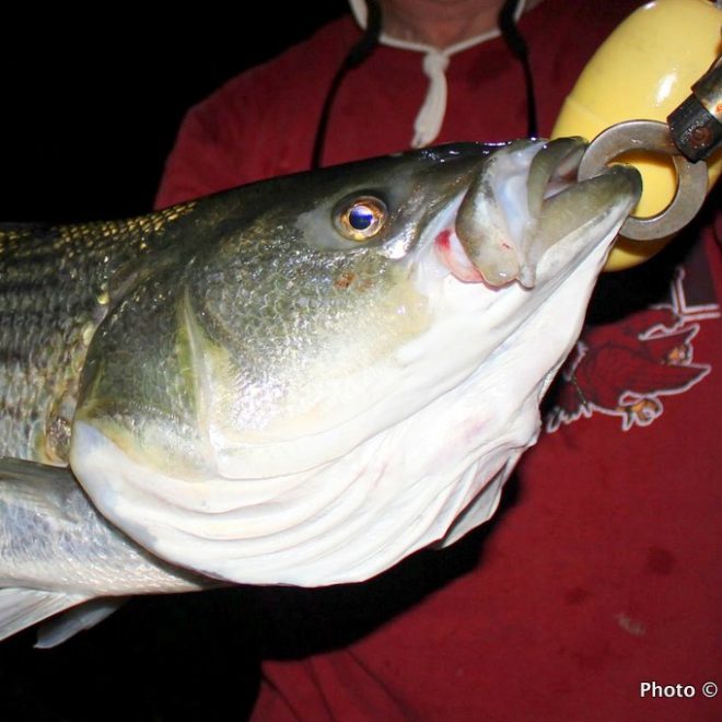 Large stripers and some alligator blues have been chasing schools of menhaden into Narragansett Bay.