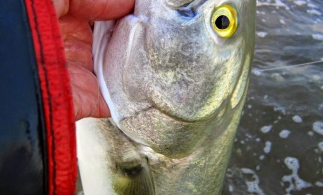 Bluefish are around in good numbers in the Bay. I've caught more blues in the last three outings than all of last year!