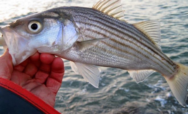 Over a hundred schoolies were landed in one spot on May 2. The spring migration has arrived.