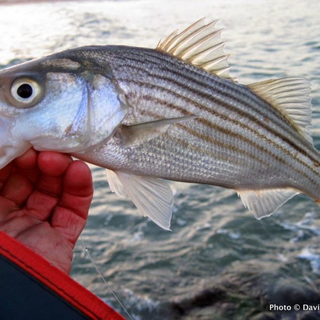 Over a hundred schoolies were landed in one spot on May 2. The spring migration has arrived.