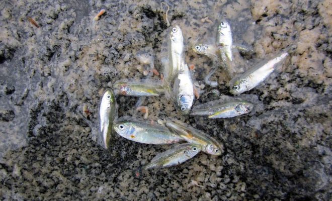 Massive numbers of baitfish have been appearing at the Rhode Island shore, bringing with them plenty of catchable fish.