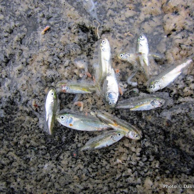 Massive numbers of baitfish have been appearing at the Rhode Island shore, bringing with them plenty of catchable fish.