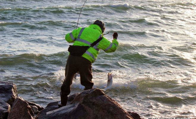 Schoolies were around in good numbers for shore fishermen in 2013, but keepers were on the decline.