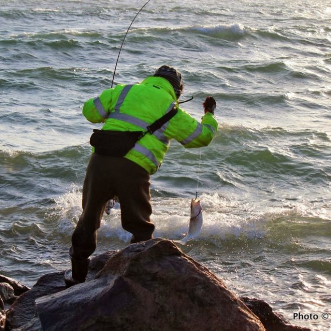 Schoolies were around in good numbers for shore fishermen in 2013, but keepers were on the decline.