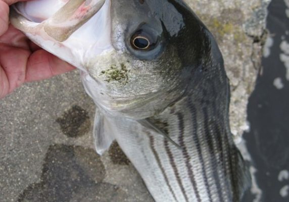 The number of stripers being landed is down, but the size of each one is up.