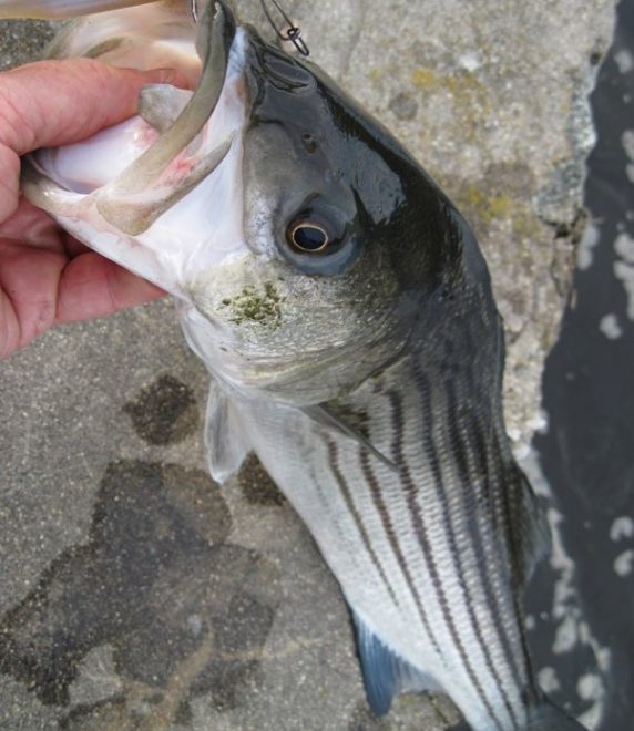 The number of stripers being landed is down, but the size of each one is up.