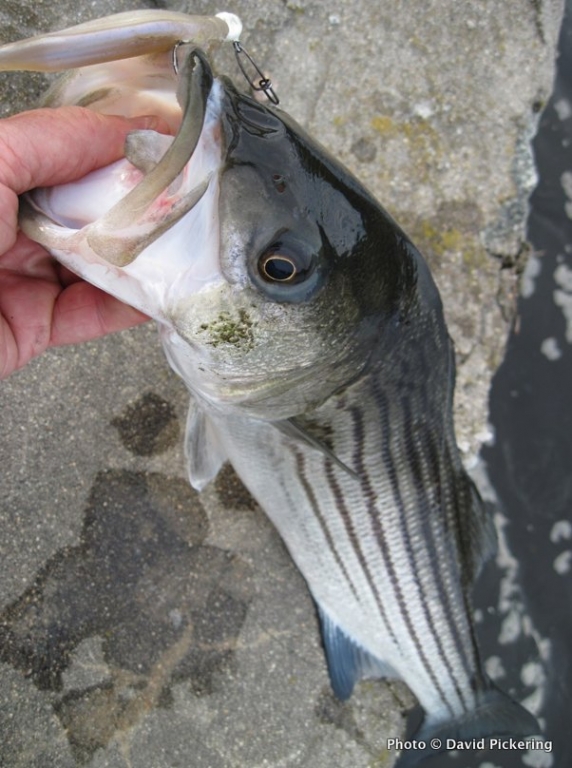 The number of stripers being landed is down, but the size of each one is up.