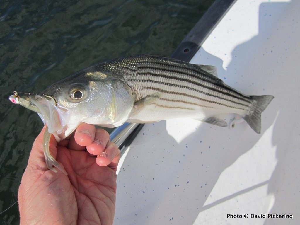 Zoom flukes mounted on small jigheads were the key to landing schoolies like this one last week.
