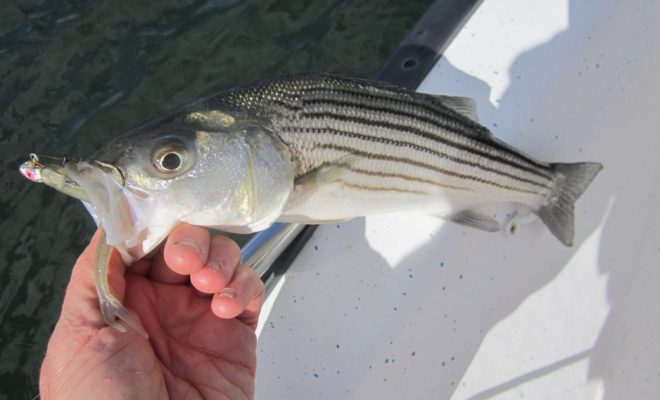 Zoom flukes mounted on small jigheads were the key to landing schoolies like this one last week.
