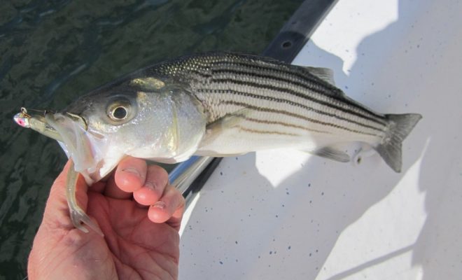 Zoom flukes mounted on small jigheads were the key to landing schoolies like this one last week. Zoom flukes mounted on small jigheads were the key to landing schoolies like this one last week.