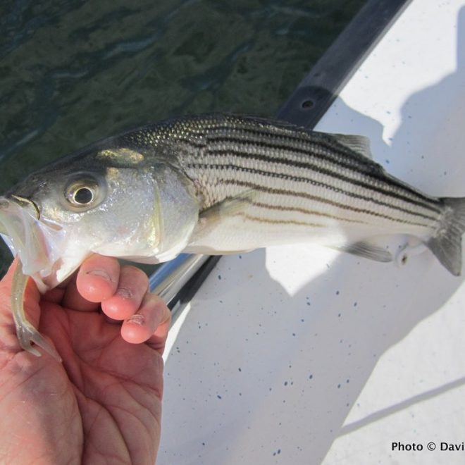 Zoom flukes mounted on small jigheads were the key to landing schoolies like this one last week.