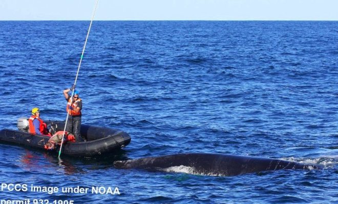 The Marine Animal Entanglement Response team at the Provincetown Center for Coastal Studies works to free a humpback whale.