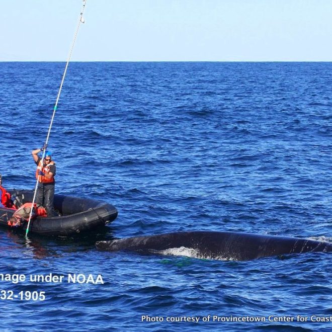 The Marine Animal Entanglement Response team at the Provincetown Center for Coastal Studies works to free a humpback whale.