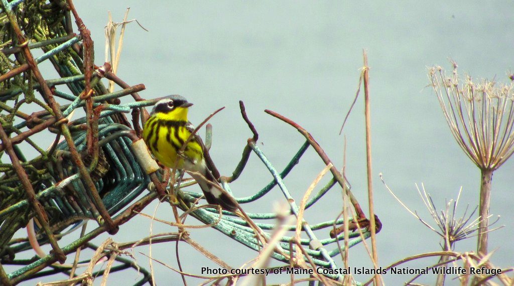 A beautiful Magnolia Warbler sitting on top of a washed-up lobster trap.