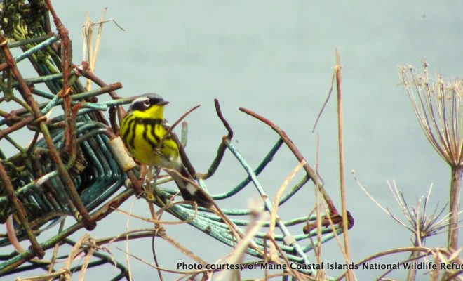 A beautiful Magnolia Warbler sitting on top of a washed-up lobster trap.