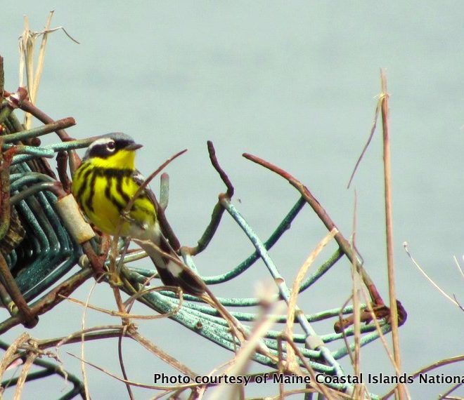 A beautiful Magnolia Warbler sitting on top of a washed-up lobster trap.