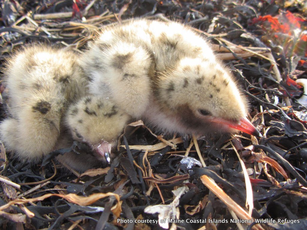 Over the past few weeks, the chicks on Ship Island have been going from this...