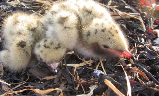 Over the past few weeks, the chicks on Ship Island have been going from this...