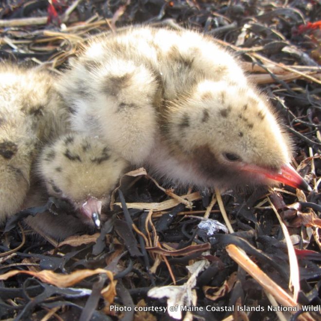 Over the past few weeks, the chicks on Ship Island have been going from this...
