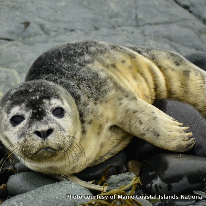 Our little seal pup, formally dubbed Quinton.